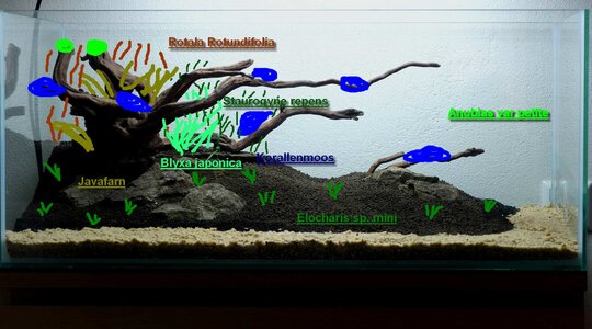 Hardscape Pflanzen 12.jpg