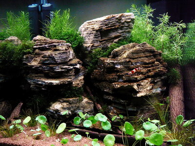 P1110203.JPG