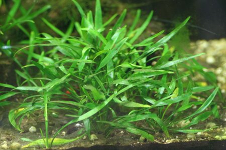 Cryptocoryne-parva.jpg