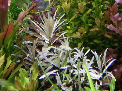 Ludwigia inclinata pink.jpg