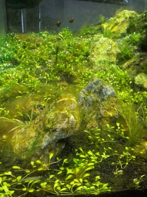 20130621_130301.jpg