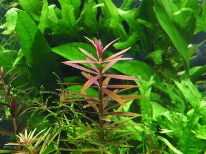 Limnophila hippuridoides.JPG