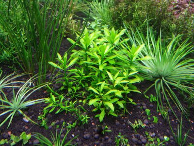 Penthorum Sedoide 1.jpg