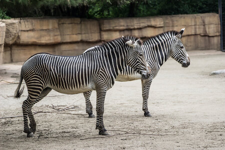 Zebras2.jpg