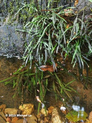 plant4-swk27072013.jpg