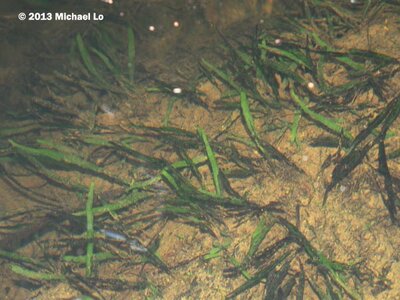 plant8-swk27072013 (1).jpg