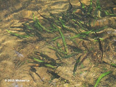 plant-swk27072013.jpg