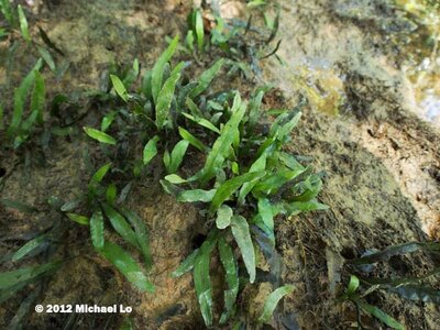fern-saratok260512.jpg