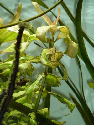 Gymocoronis aktuell.jpg