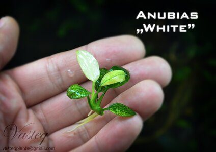 Anubias White.jpg