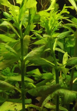 Hygrophila difformis Indischer Wasserstern.jpg