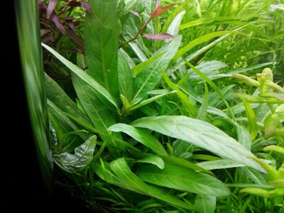 staurogine low grow.jpg