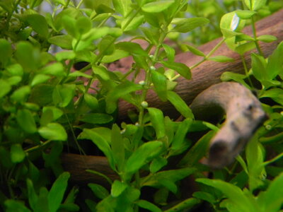 DSCN3080.JPG
