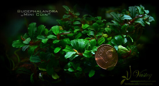 euro coin2 small.jpg
