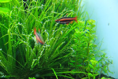 2013.10.08 nannostomi.jpg