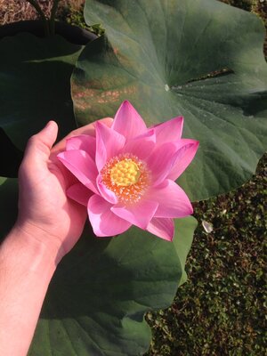 image.jpg