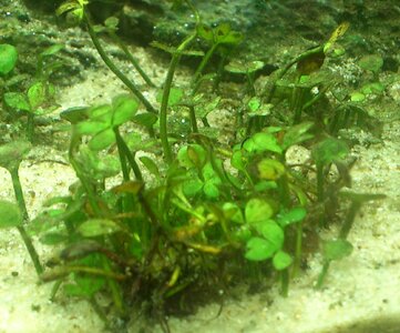 marsilea aktuell.jpg