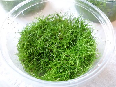 cimg05139okir.jpg