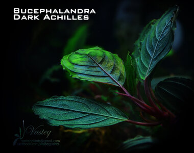Dark new leaf.jpg