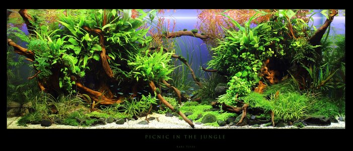 Picnic in the Jungle 3 (2).jpg