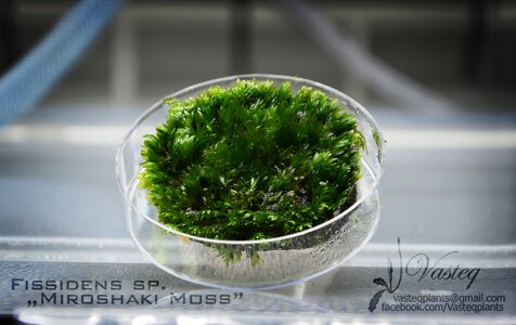 Miroshaki Moss small.jpg