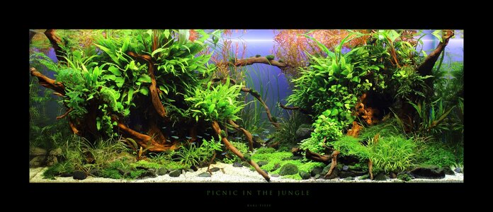 Picnic in the Jungle - mit Rand 2 (Kopie).jpg
