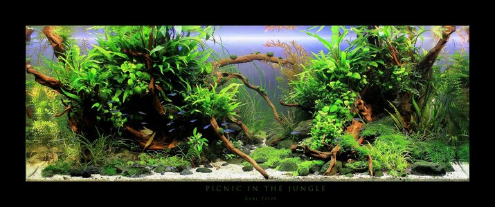 AGA 2013 - Picnic in the Jungle - 0077 Rand (Kopie) (3).JPG
