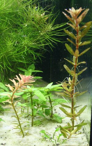 Detail-Rotala-1.jpg