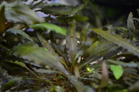 DSC_1175.JPG