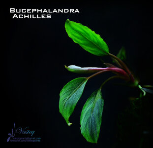 Achlles green leaf.jpg