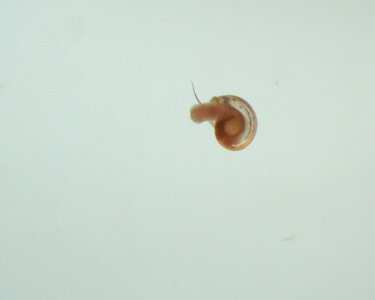 Schnecke2.JPG