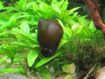 Rennschnecke2.JPG