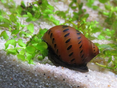 Rennschnecke3.JPG