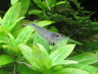 Amano01-Einzug.jpg