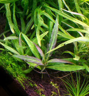 stolonifera.jpg