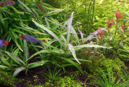stolonifera2.jpg
