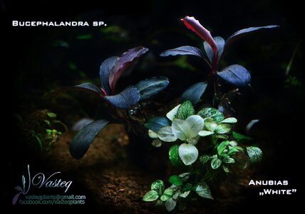 Buce white anubias Flowg.jpg