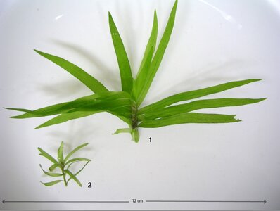 Heteranthera zosterifolia.JPG