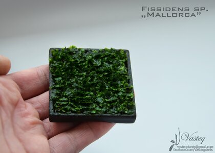 fiss mallorca - Copy.jpg
