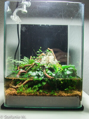 vasencube02.jpg