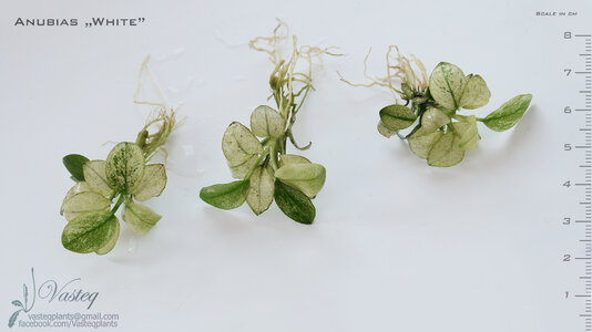 Anubias  miara  3 flowgrow.jpg