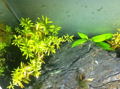 Rotala.JPG