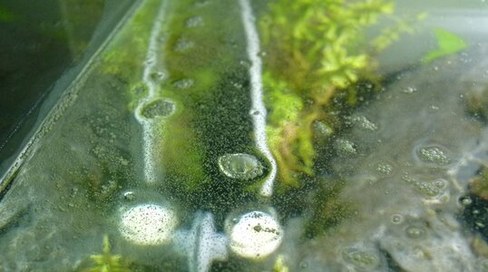 Wasseroberfläche.JPG
