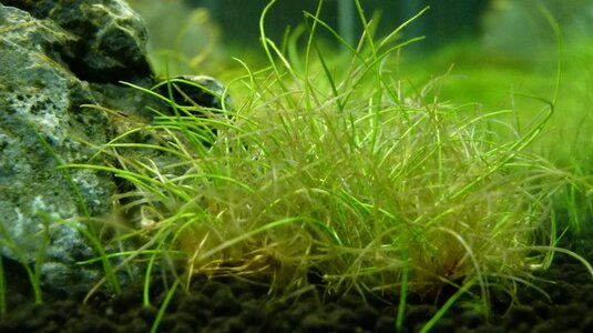 eleocharis.JPG