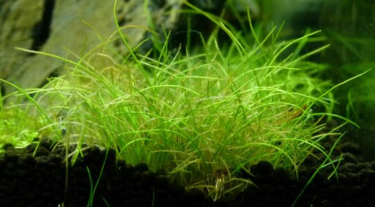 eleocharis2.JPG