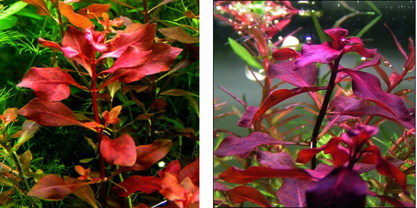 ludwigia.jpg