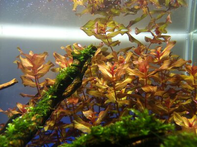 Rotala.JPG