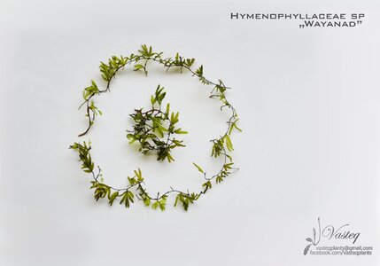 wayanad round Flowg.jpg