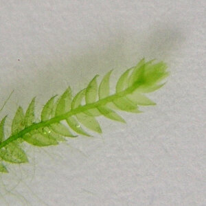 Taxiphyllum barbieri.jpg