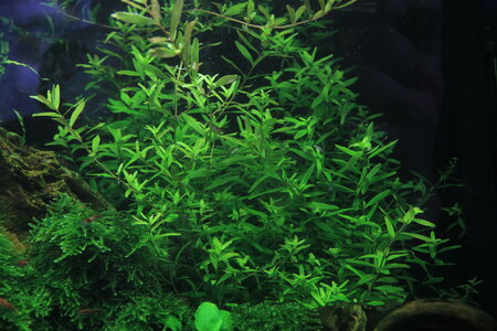 rotundifolia-green1_resize.jpg